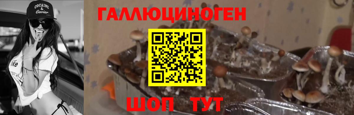 Галлюциногенные грибы GOLDEN TEACHER  Псилоцибиновые грибы прущие грибы  Вход с VPN  Избербаш 